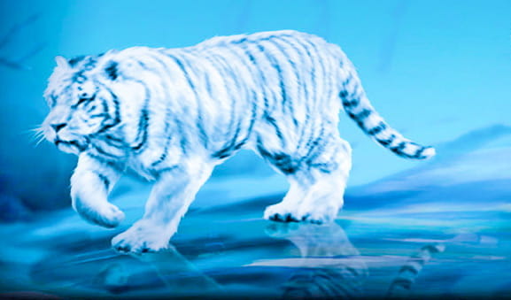 Cover of the IGT Siberian Storm slot with a white tiger as the protagonist.